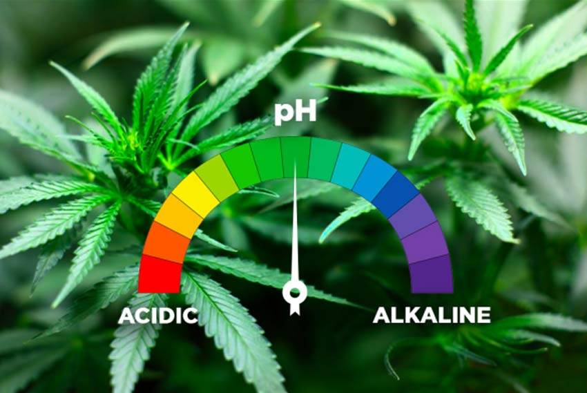 pH level meter with Cannabis leaf