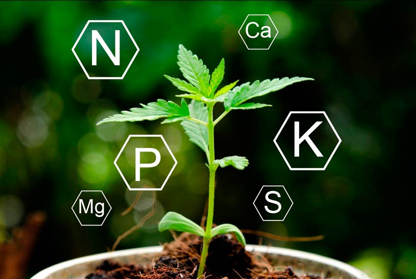 Choosing the right nutrition for your hydroponic cannabis grow is very important.
