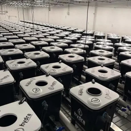 Hydroponic Buckets