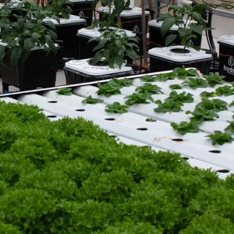 Hydroponic Farming