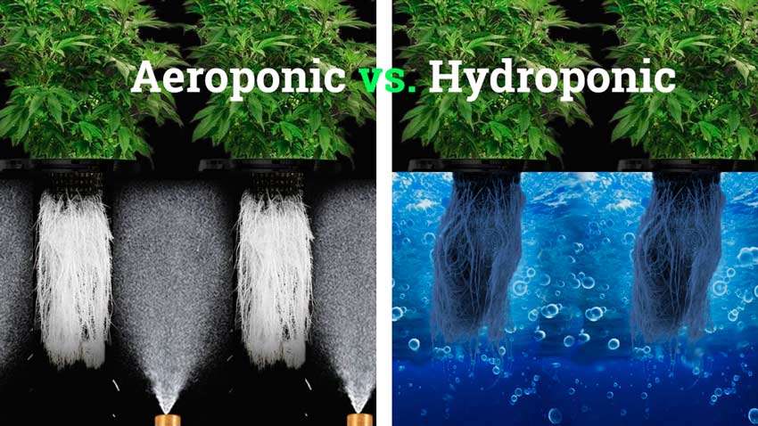 Aeroponics vs. hydroponics