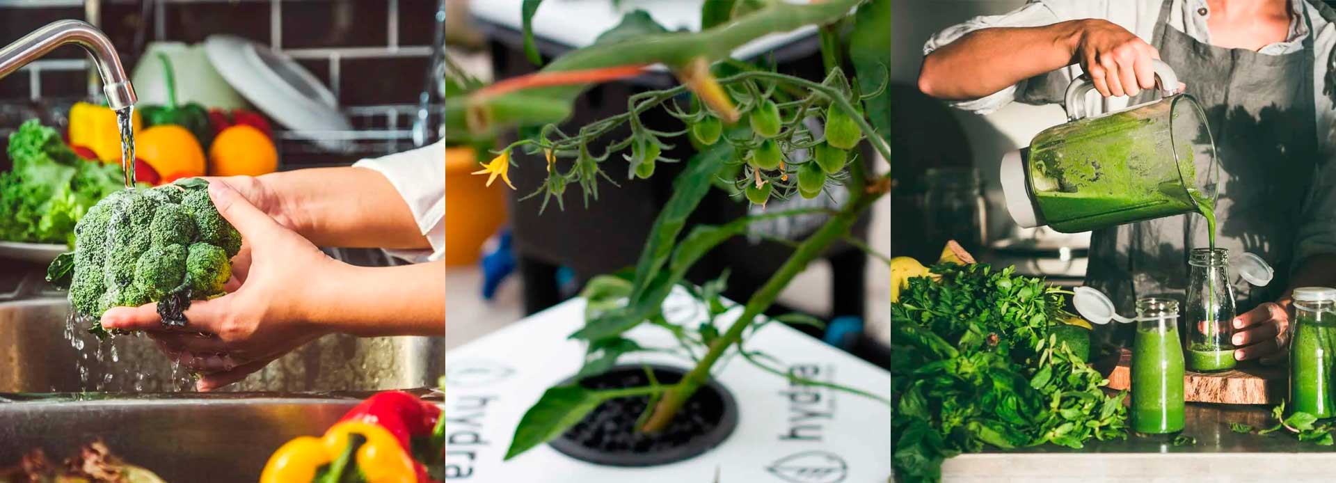 Hydroponic Cannabis Farming