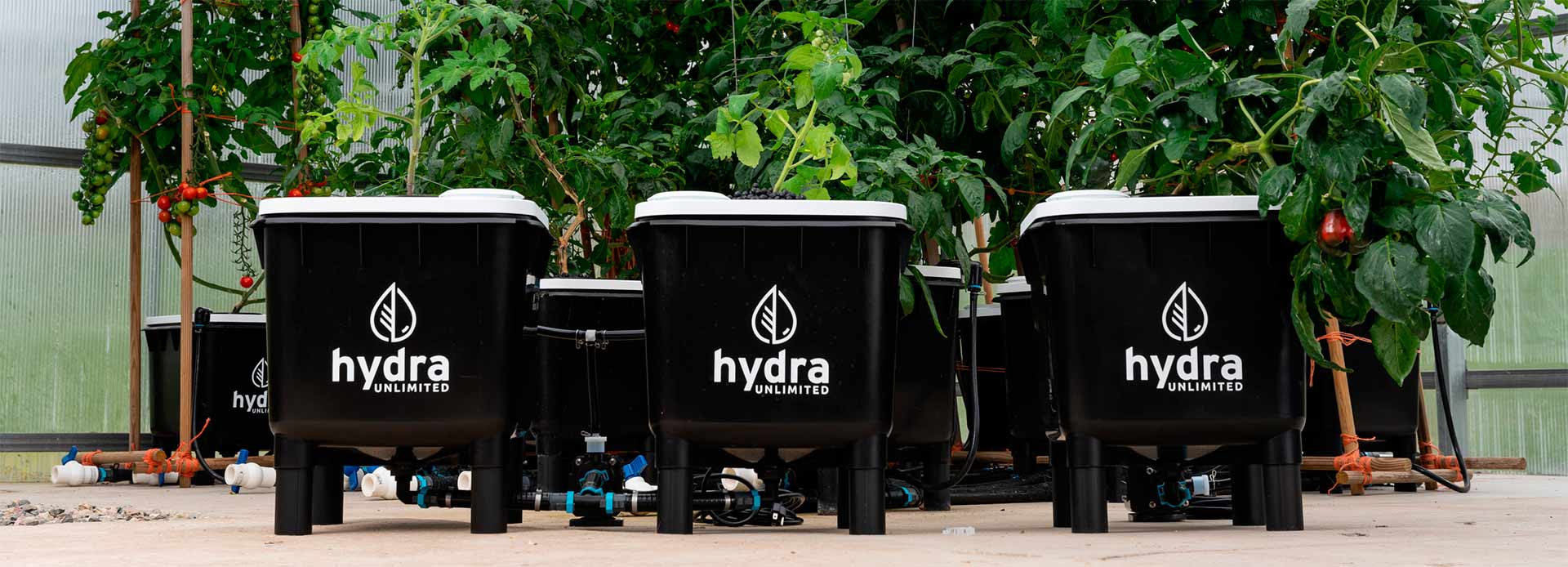 Hydroponic Cannabis Farming